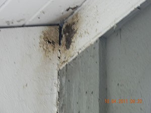 Bat Roosting Location