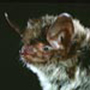 northern myotis